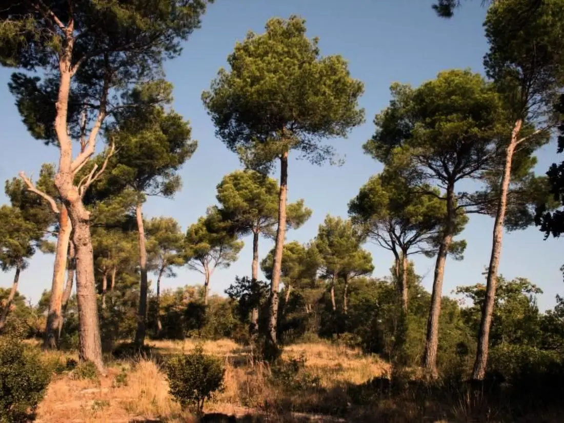 Résidence La Ribelle en Provence - Lou recati