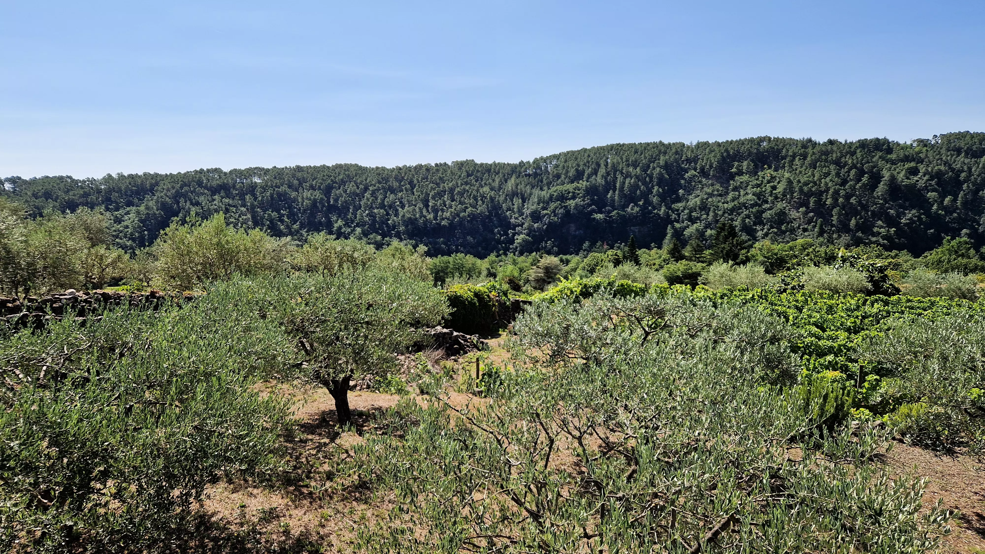 Camping Paradis Bois Simonet**** - Joyeuse - 8