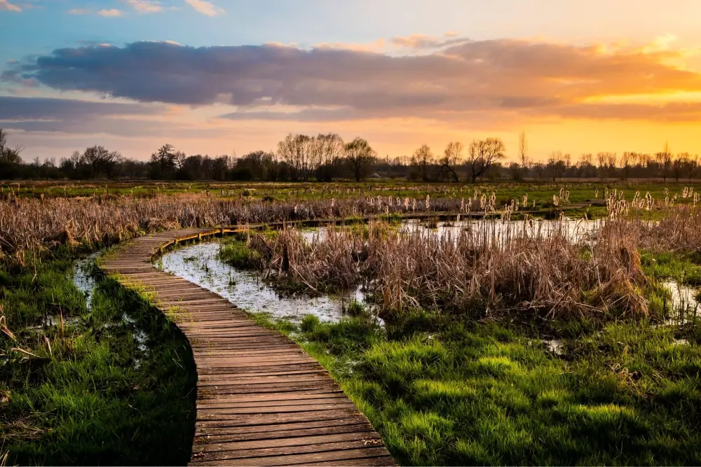 Papillon Kinrooi 3 étoiles★★★