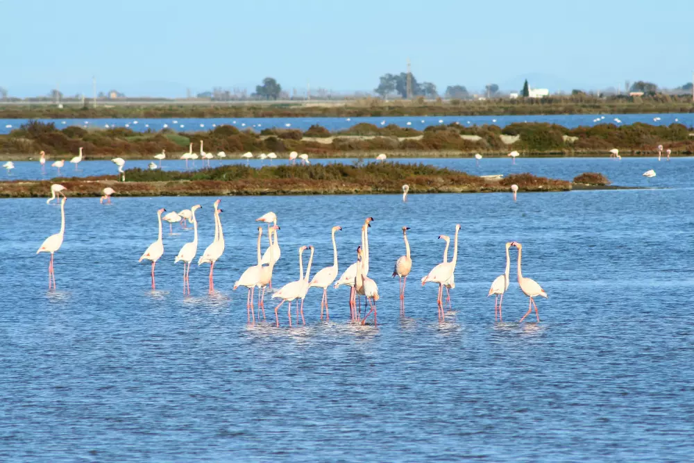 Camping Taiga Delta de l'Ebre 4 étoiles★★★★