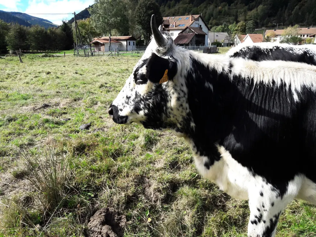 Maison de Vacances La Bresse 11