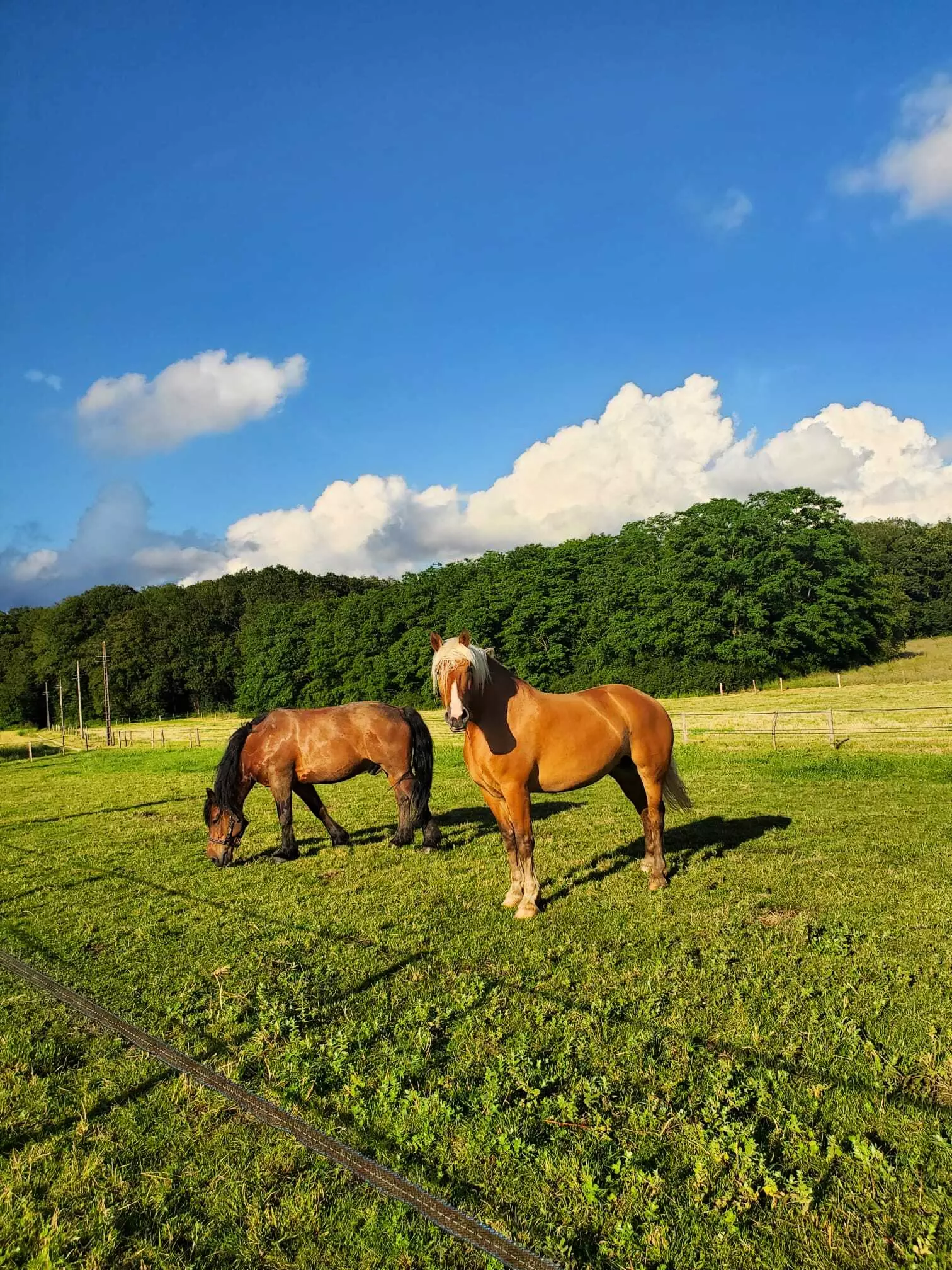 Tiny House : Jardin de Ruban - bordée par les bois - 1