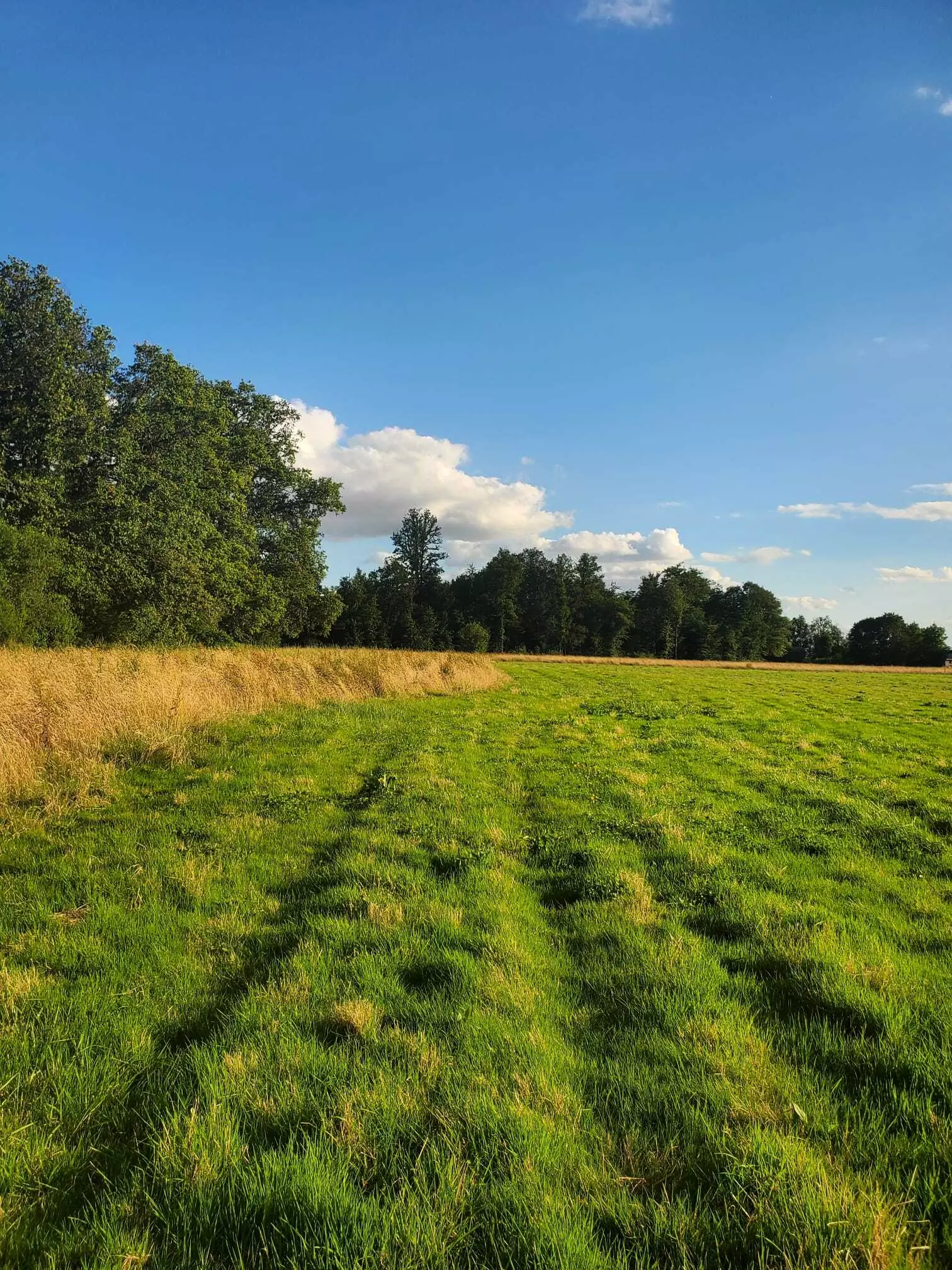 Tiny House : Jardin de Ruban - bordée par les bois - 2