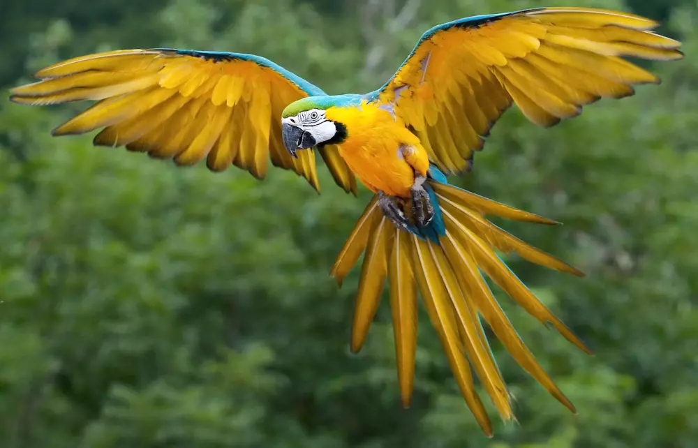 Résidence Villa Joya-la Londe Les Maures