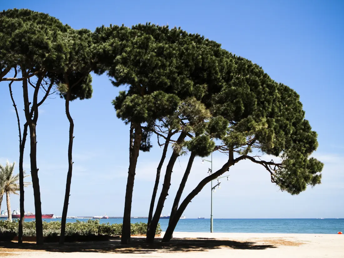 Location de Vacances La Pineda 153