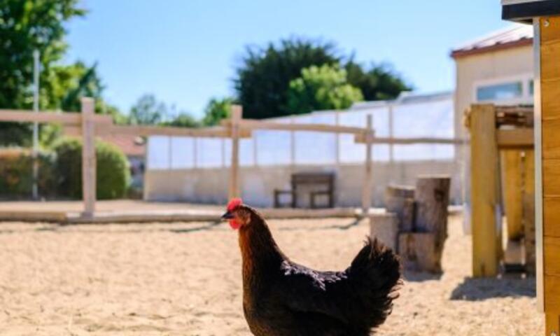 Camping Grand Pré** - - La Tranche-sur-Mer - 19