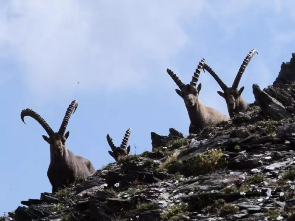 Camping Qualité l'Eden de la Vanoise 3 étoiles★★★