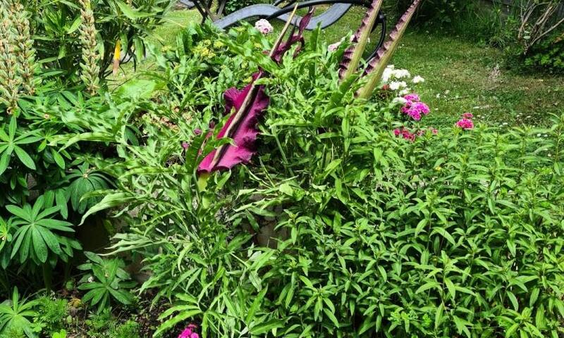 Gîte de France Les arums 3 épis - - Lantic - 24