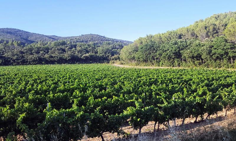 Maison Des Vignes : Piscine Et Charme à Lauris - - Lauris - 38