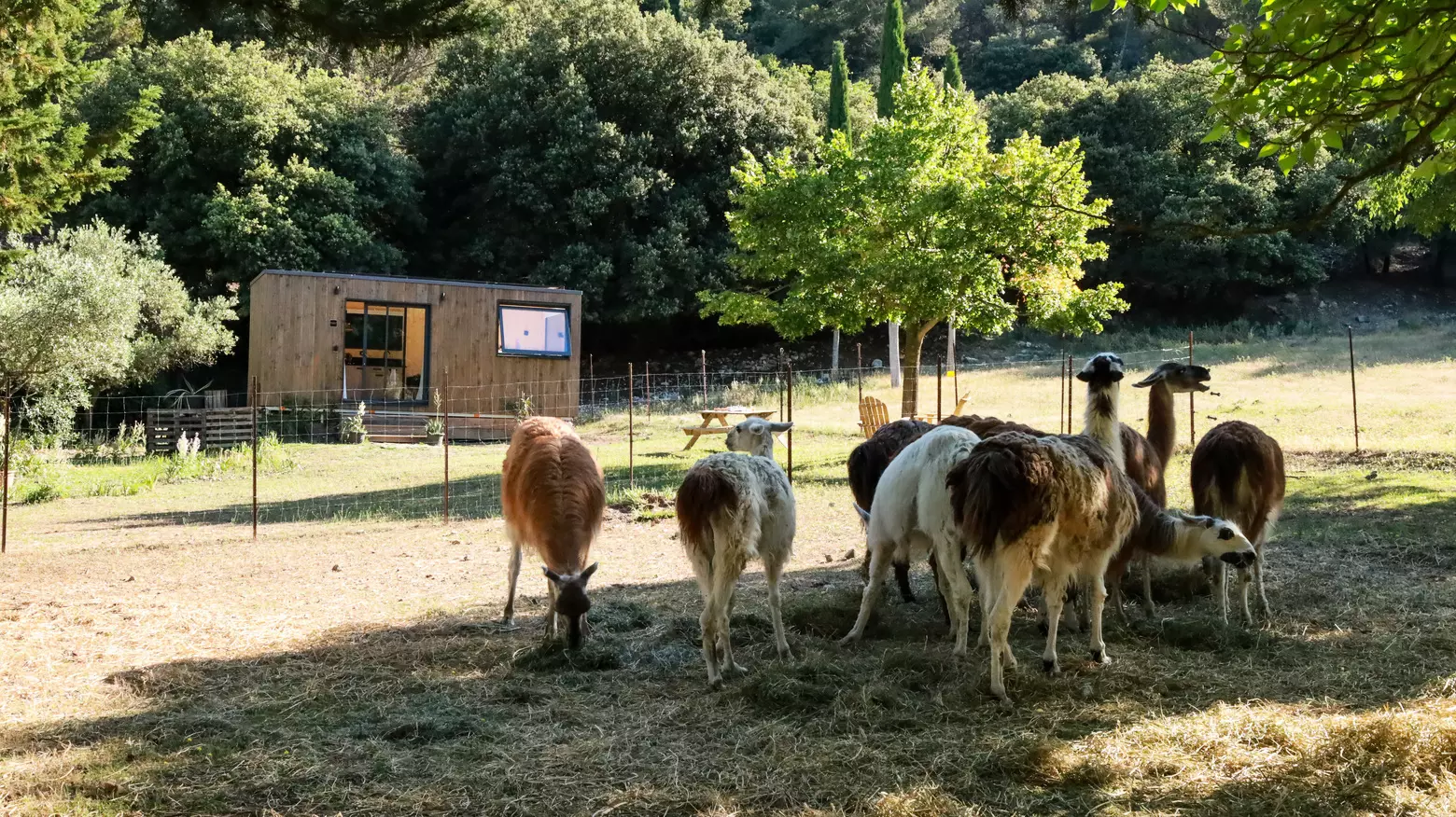 Tiny House : au pied du mont Ventoux - 2