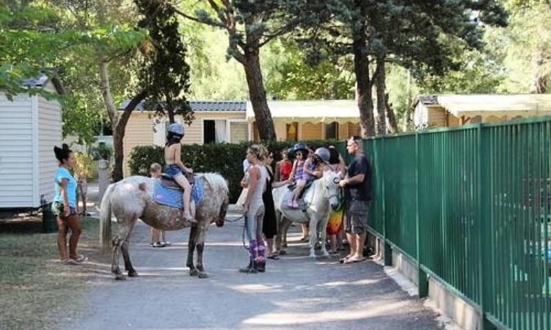 Camping Abri de Camargue **** - Le Grau-du-Roi - 47