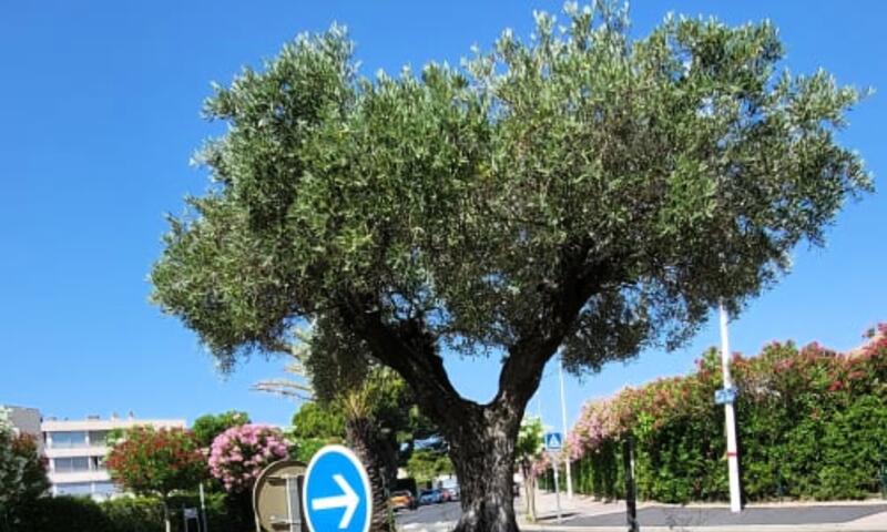Résidence Duplex Camargue Village - - Le Grau-du-Roi - 50