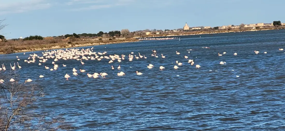 Résidence La Goélette Entre 🏖️plage Et Centre Ville