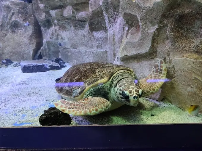 Résidence Lagon Bleu