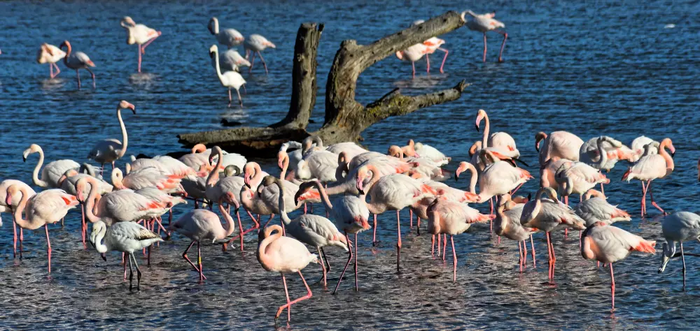 Résidence Los Amigos 2