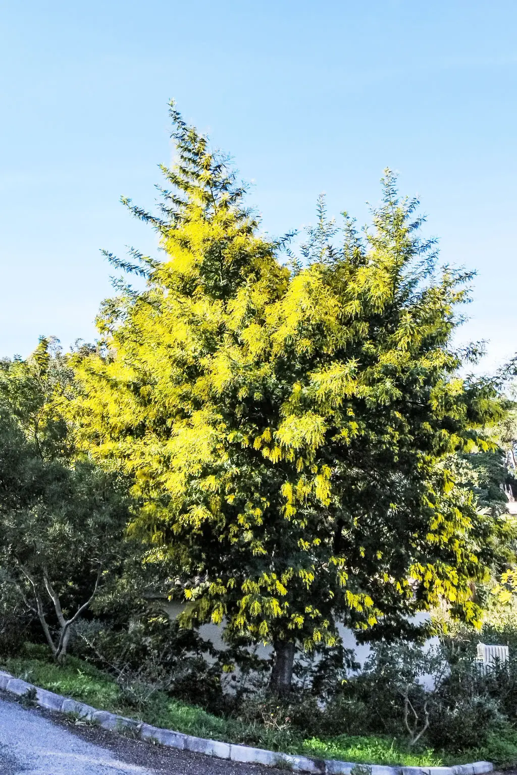 Résidence Cap Nègre : Domaine de la Pinède