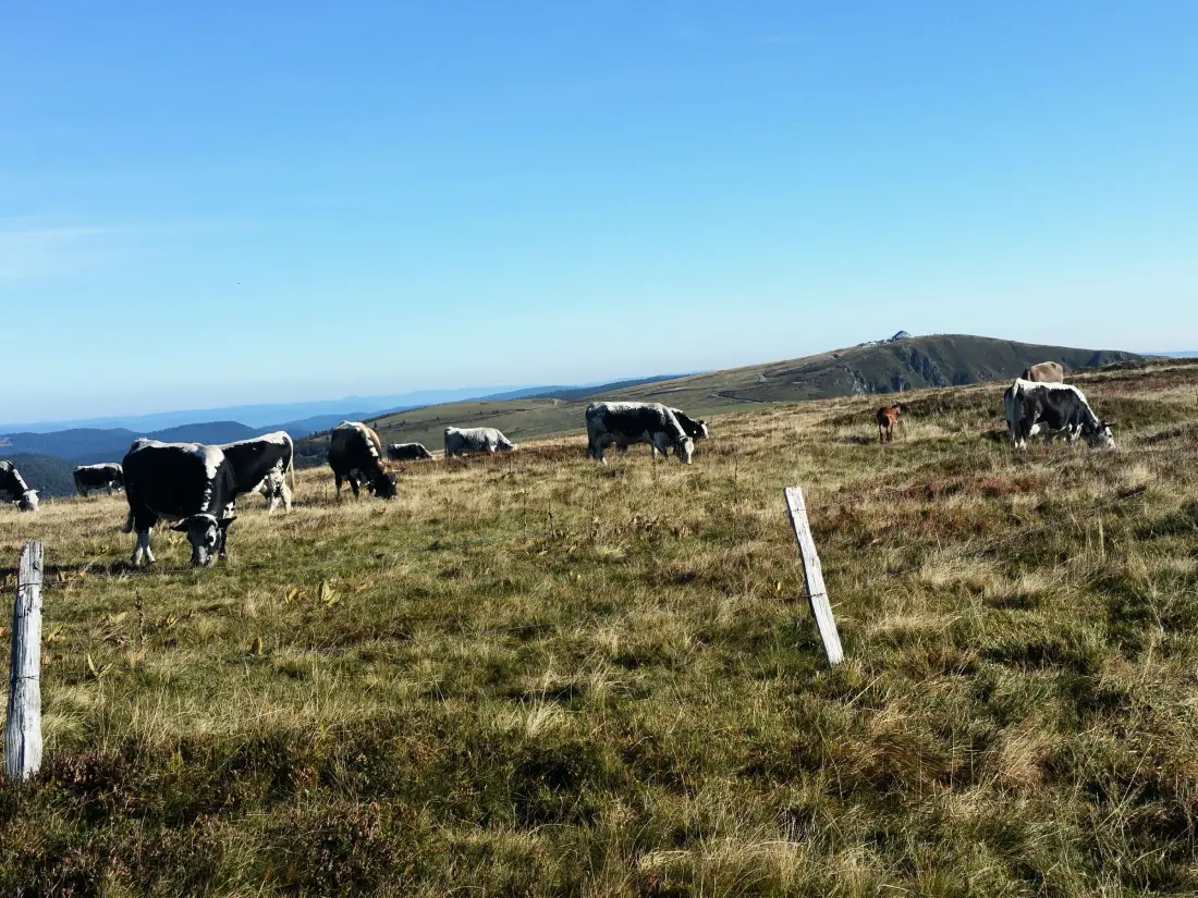 Location de Vacances Le Thillot 3