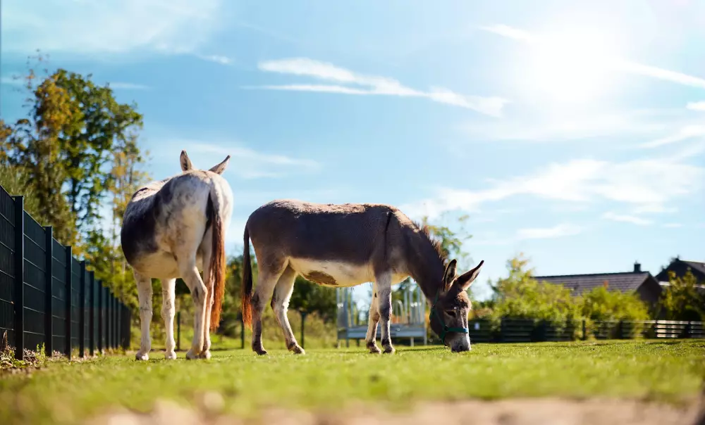 Center Parcs Park Allgäu