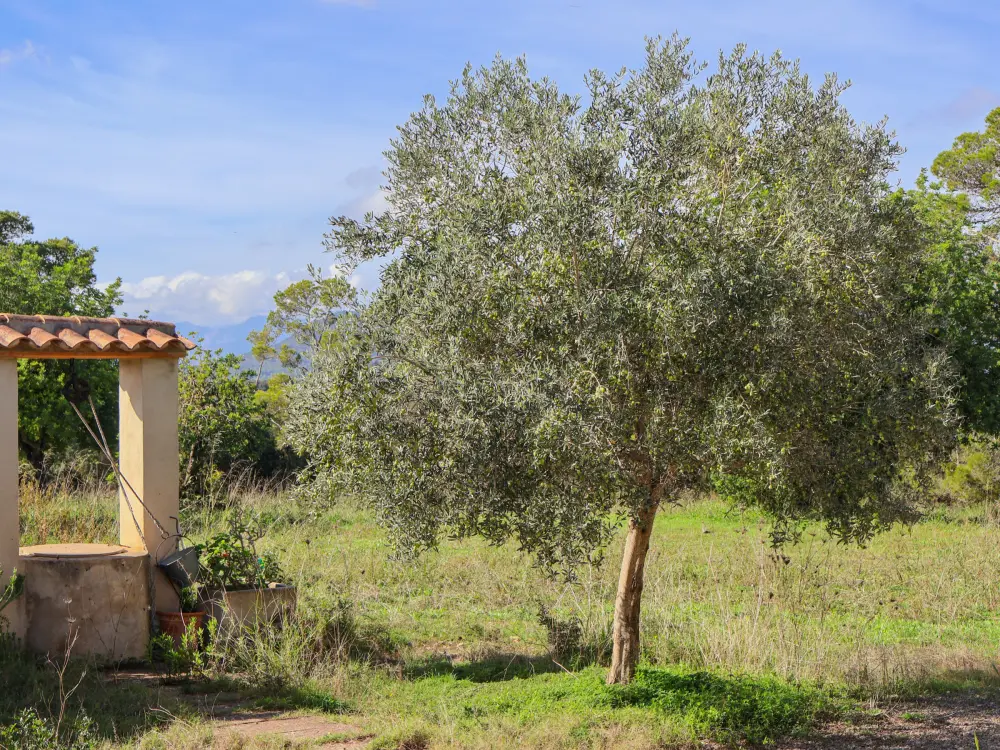 Maison de Vacances Llubí 31