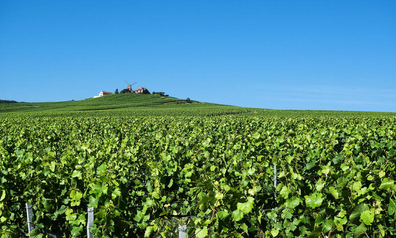 Gîte de France Le clos du vendôme - le petit gîte 2 épis - - Mailly Champagne - 10