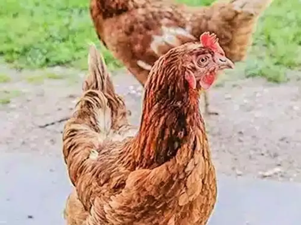 Camping Domaine De L'Ubaye 5 étoiles★★★★★