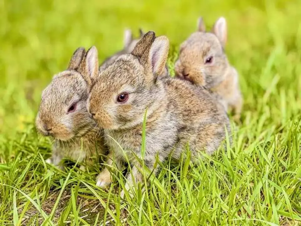 Camping Domaine De L'Ubaye 5 étoiles★★★★★