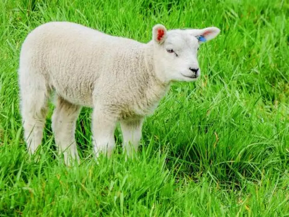 Camping Domaine De L'Ubaye 5 étoiles★★★★★