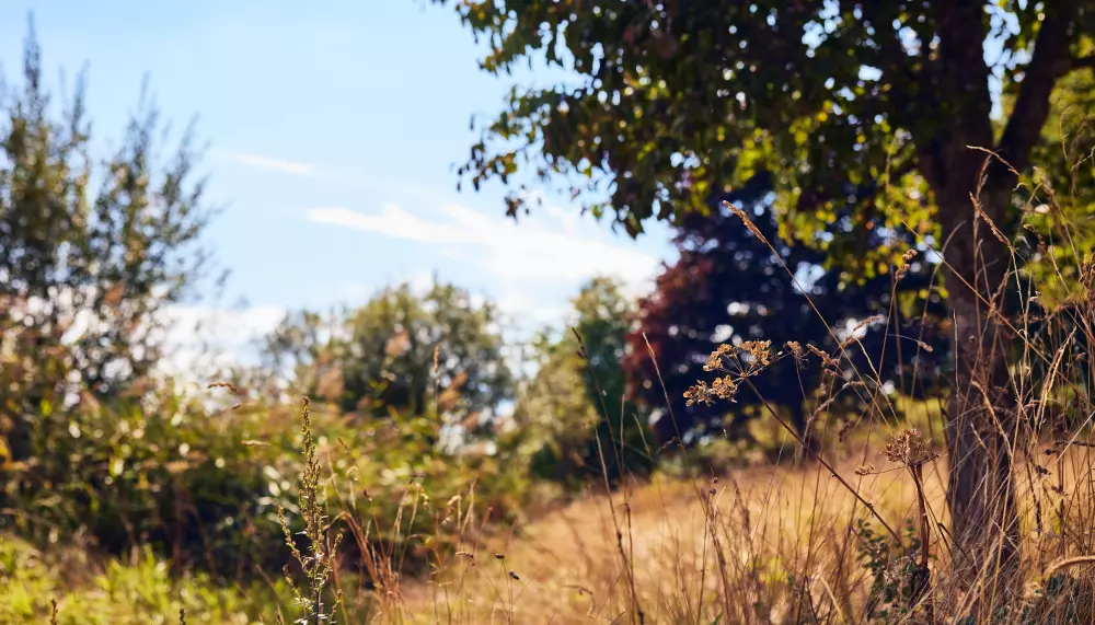 Domaine Park Bostalsee Center Parcs