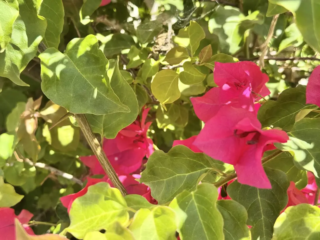 Résidence Dome001-olmeto