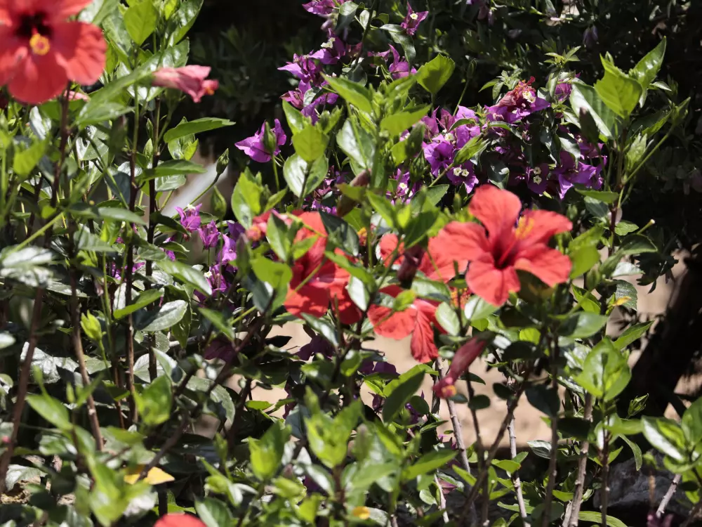 Maison de Vacances Palau-saverdera 5