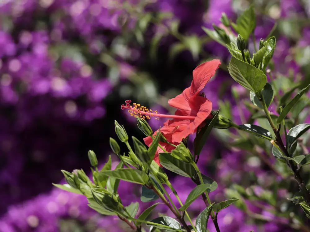 Maison de Vacances Palau-saverdera 5