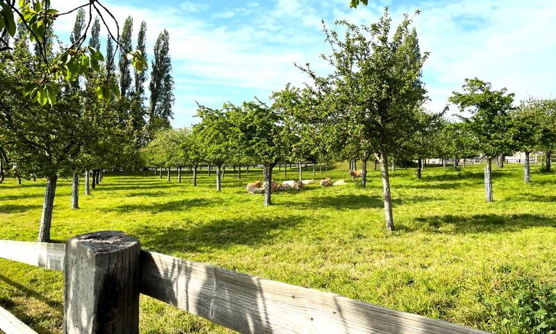 🍎 La Bergeronnette - Domaine D'apreval - Campagne - - Pennedepie - 22