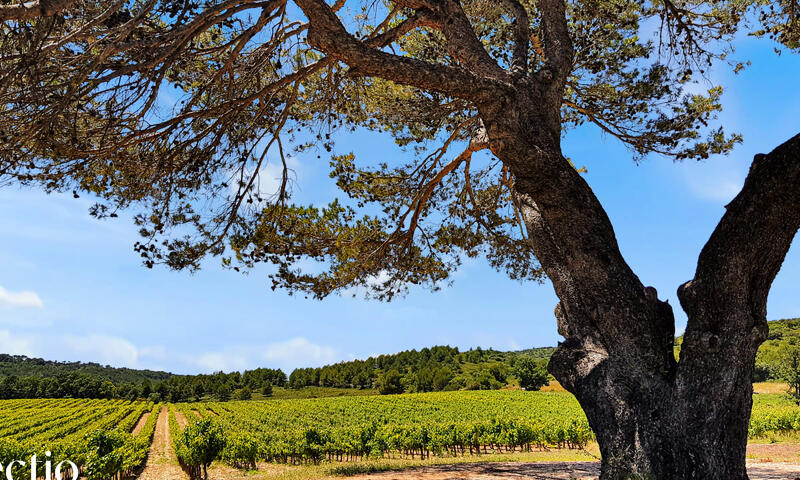 Petite Bastide | Domaine Tour Campanets - - Puy Sainte Reparade - 31