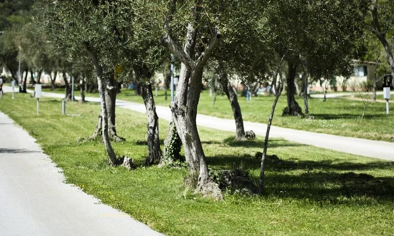Camping Oliva*** - Rabac - 14