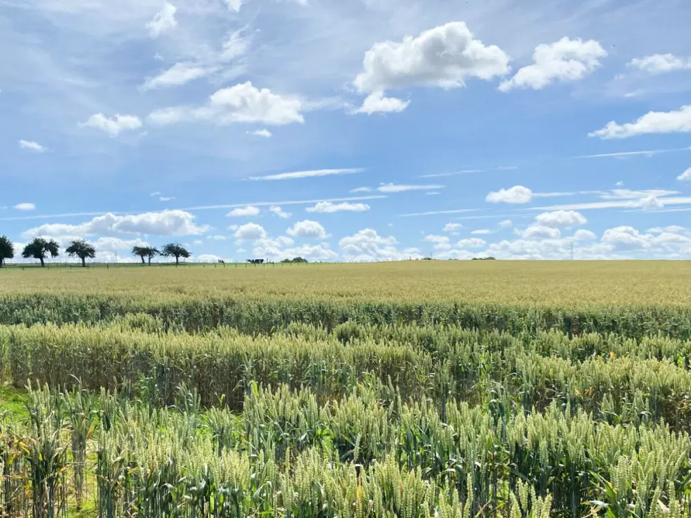 Camping la Dolce Vita