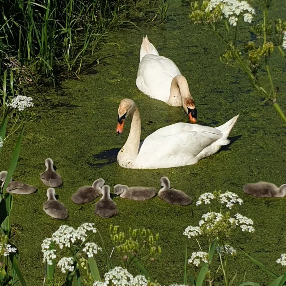 Camping Eefting (Vodatent)