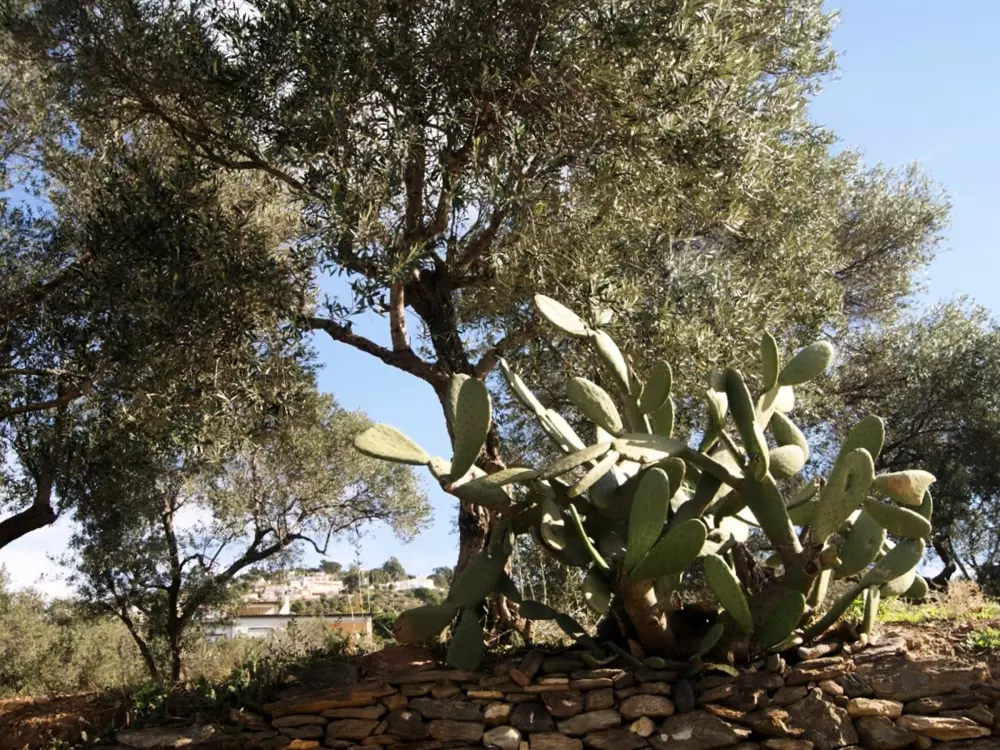 Location de Vacances Roses 720