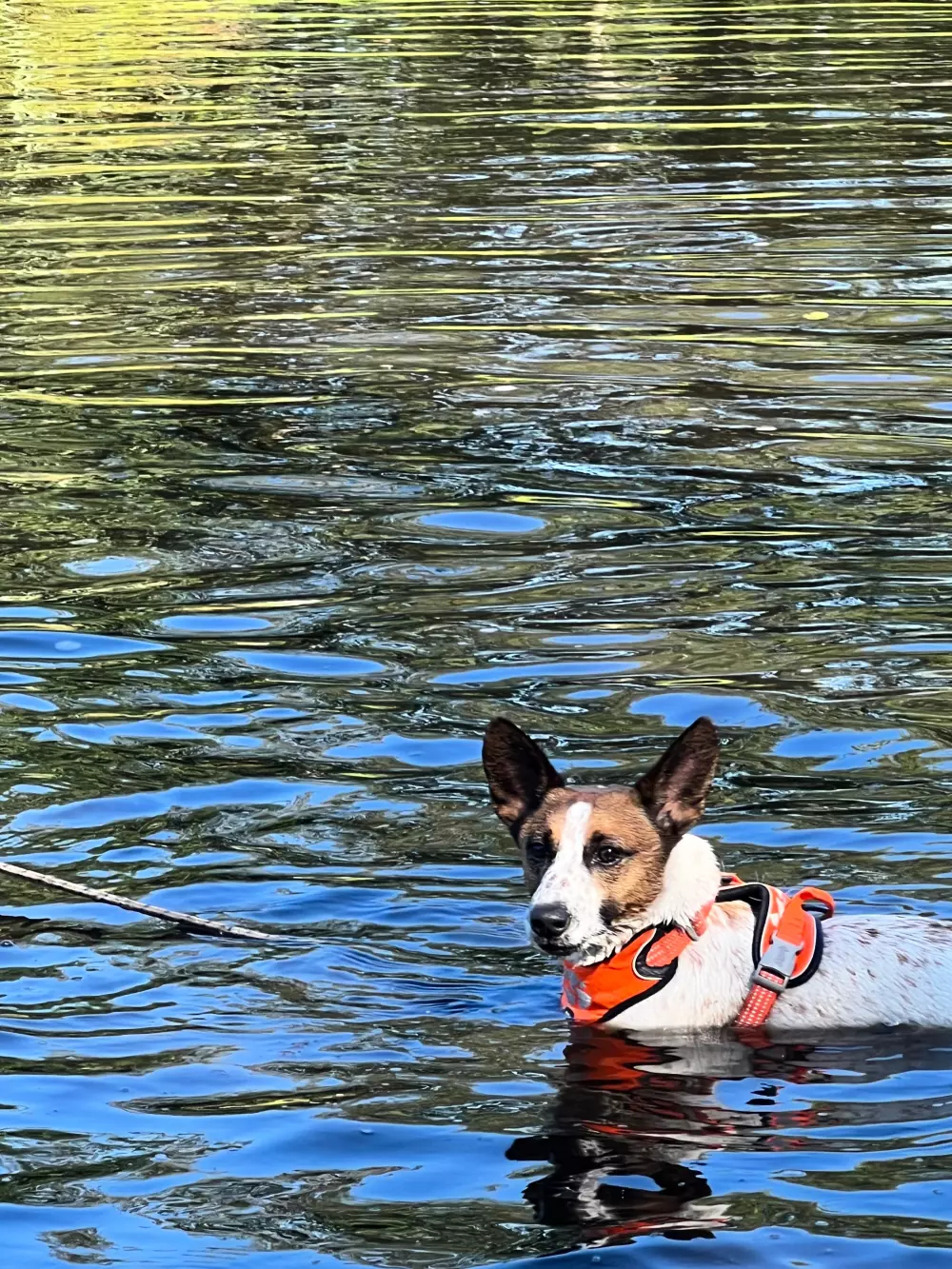 Camping De Toffe Peer 4 étoiles★★★★