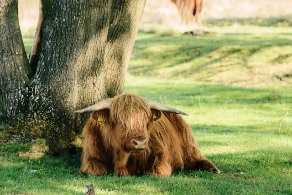 Camping De Toffe Peer 4 étoiles★★★★