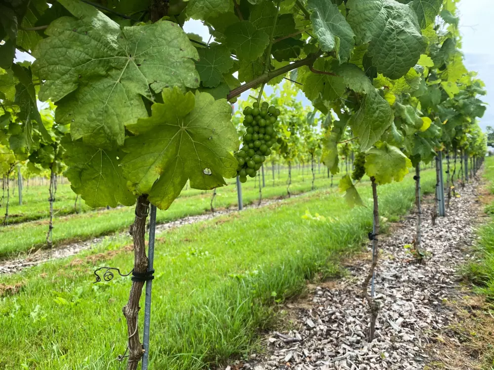 Camping De Toffe Peer 4 étoiles★★★★