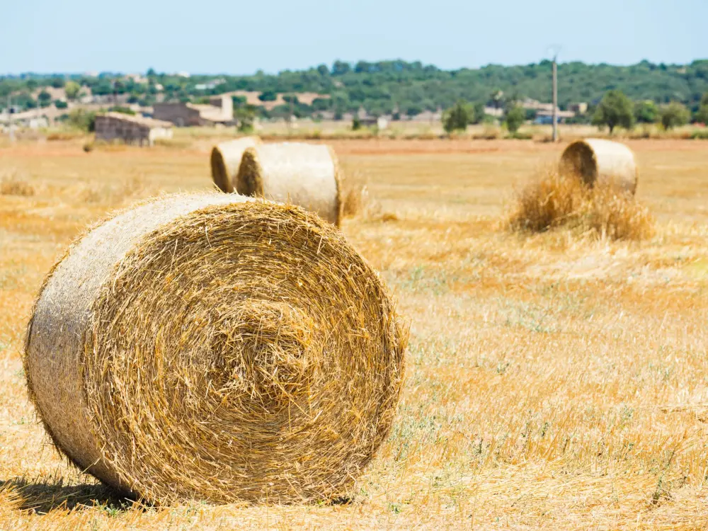 Maison de Vacances Sa Pobla 61