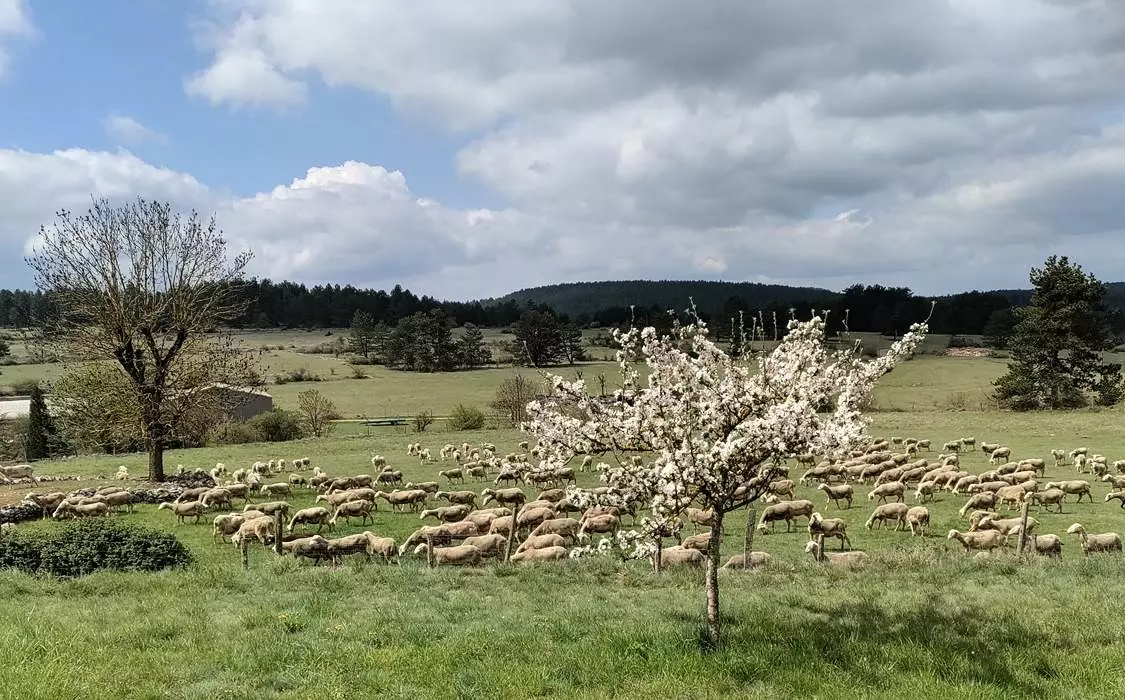 Gîte de France Ecogîte de l'adonis 3 épis - - SAINT BAUZILE - 29