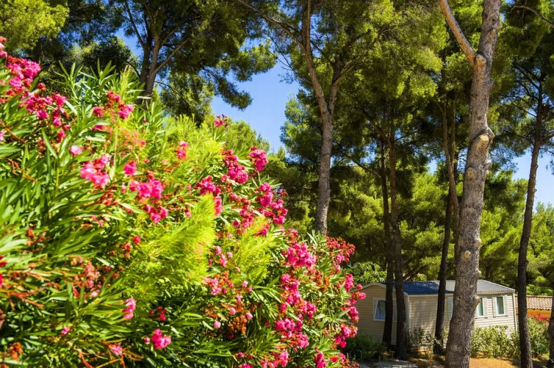 Camping Les Dauphins3 étoiles★★★