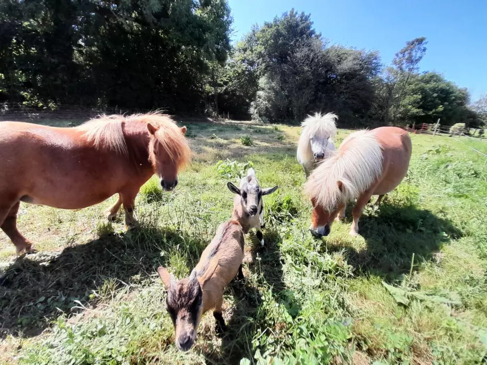 Maison de Vacances Saint-Germain-de-Varreville 2