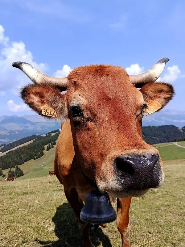 Vue Aravis Et Terrasse, Proximité Thermes
