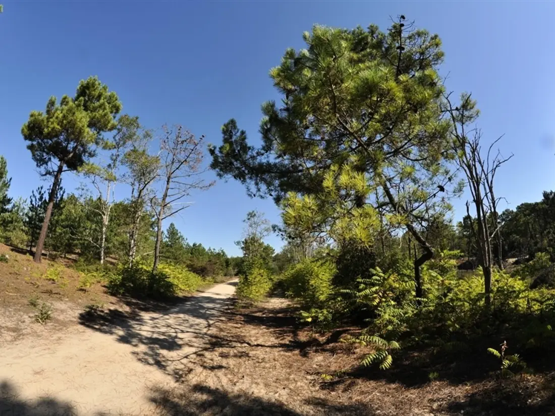 Location de Vacances Saint-Jean-de-Monts 638