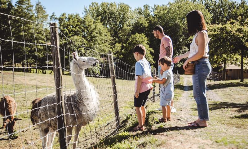 Camping La Guyonnière - - Saint-Julien-des-Landes - 38