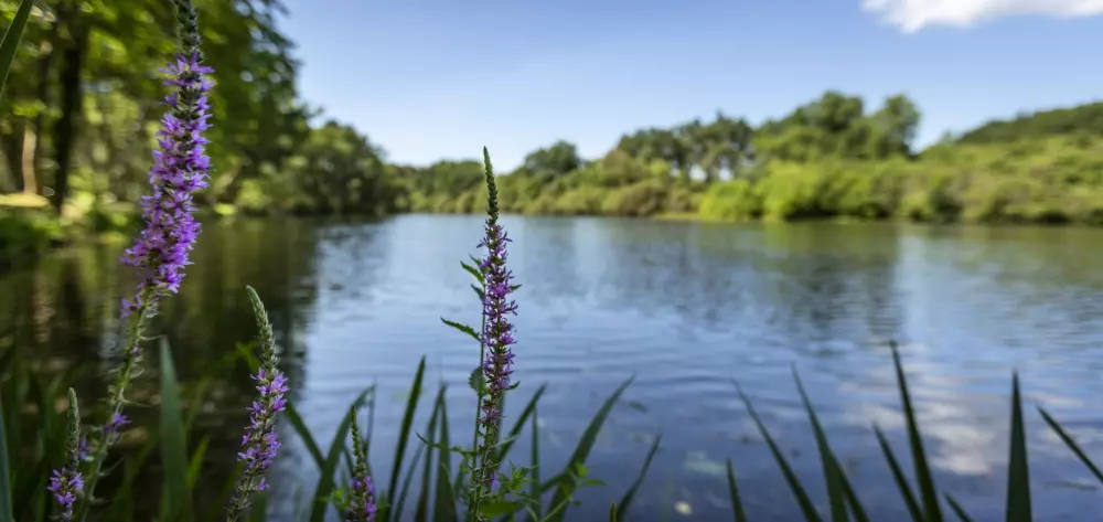 Camping maeva Escapades l'Etang d'Ardy 3 étoiles★★★