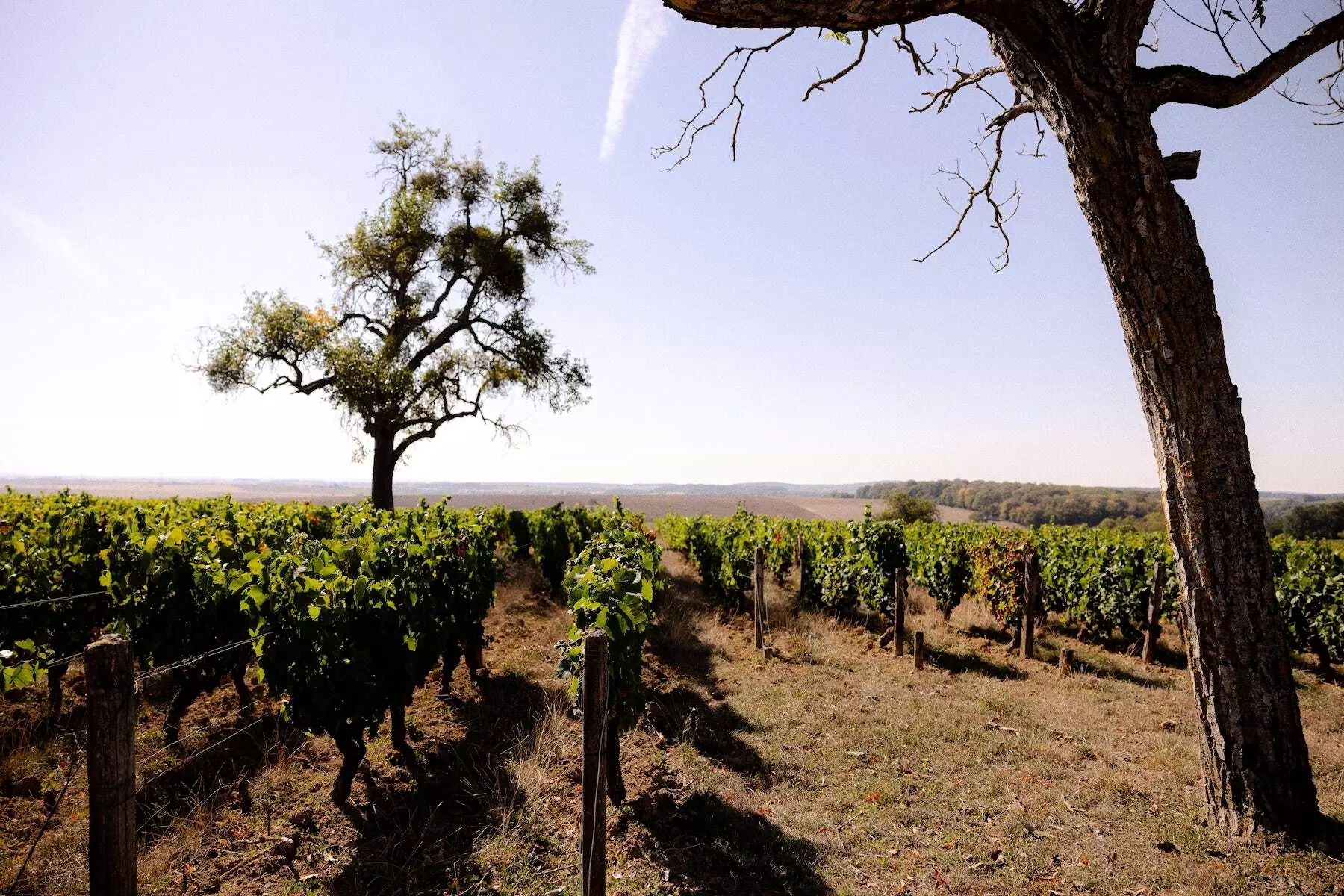 Tiny House Cave Nérot : dans les vignes près de Sancerre - 3