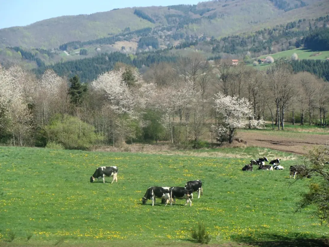 Maison de Vacances SAINT-PRIEST-LA-PRUGNE